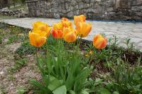 Andrea Sofi Guesthouse - B&B