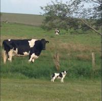 THISTLEDOWN - Sister property to Inglewood - Sleeps 8 - Ballina - Crossmolina Co Mayo - Chambres d'hôtes Ballina