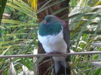 Nikau Apartments Waiheke Island