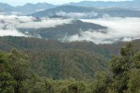 Binsar Forest Retreat - B&B Binsar