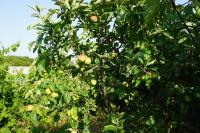 Quinta das Camélias - B&B Tremês