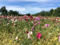 mas des broussonnetiers - B&B Barjac