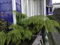 Hospedaje Los Calafates - B&B Ancud
