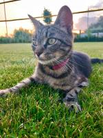 La Luna nel Parco - Bed and Breakfast Fano