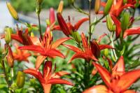 Haus Aron - B&B Brunico