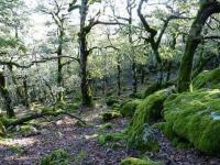 Dreibettzimmer mit Balkon