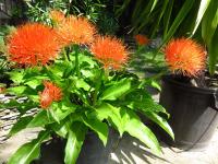 Apartamento Estándar