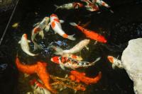 Kinosaki Tenboen - B&B Toyooka