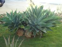 VIVENDA L'OLIVIER - B&B Quarteira