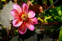 Apartment Am Bach - B&B Mellau