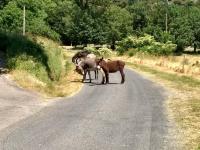 Two-Bedroom Apartment with Terrace