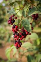 Eco Granja Don Lolo - B&B Quesada