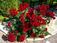 House Pavlic - B&B