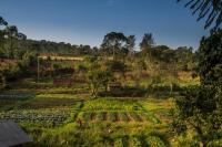 Bushbaby Lodge