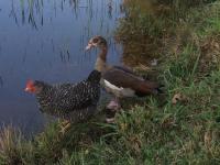 Chalet mit 2 Schlafzimmern