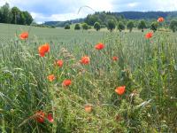 Haus mit 1 Schlafzimmer