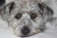 Tammwarftshof - B&B Pellworm