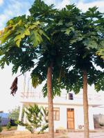 Kendwa Modern Flats - WAMBAA GARDEN - Bed and Breakfast Kendwa