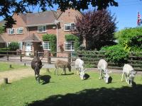 B&B Brockenhurst - Hops Annex - Bed and Breakfast Brockenhurst