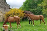 Le Tertre - B&B