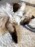 Superior Zimmer mit Kingsize-Bett oder 2 Einzelbetten