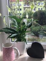 Gemütliche Ferienwohnung im Erdgeschoss- Jenaer Straße - B&B Erfurt