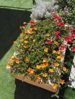 Il grillo parlante - B&B Surbo