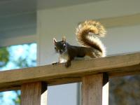 Mountain Valley Retreat - Bed and Breakfast Killington