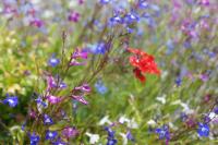 No. 2 Smith Cottages - B&B Langport