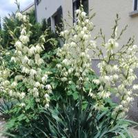 Ferienwohnung Niklas - B&B Völklingen