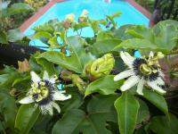 mango tree lodge - B&B