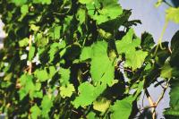 Haus Sybille - B&B Pölich