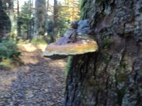 Casa Haiducilor - Bed and Breakfast Predeal