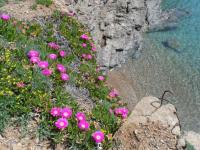 INCANTEVOLE VILLINO SUL MARE con accesso diretto alla spiaggia, posto auto e aria condizionata! - B&B Capoliveri