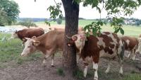 Bio Kinder Erlebnis Bauernhof Voit - Ferienwohnung Söchtenau