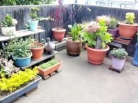 Habitaciones Eco-Terrazas - B&B Guatemala City