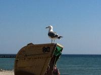Sonnentraum in bester Lage - Ferienwohnung Fehmarn