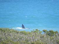 Troon Beach Cottage Hermanus - B&B Hermanus