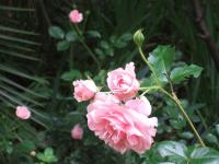 Deluxe Kamer met Kingsize Bed