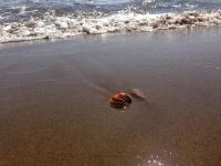 Apartaments Can Gibert - Chambres d’hôtes Castelló d'Empúries