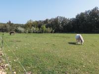 Mas Teixidor - B&B Crespià