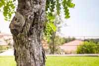 Casa Vacanza Etna Dream - B&B Zafferana Etnea