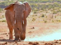 Addo Elephant Safari Lodge - Bellevue Forest Reserve - B&B Paterson