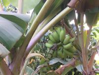 Mango Lodge Gambia - Ferienwohnung Brufut