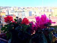 Suite Delicia Apartment - Appartamento con Terrazza - Chambres d'hôtes Naples