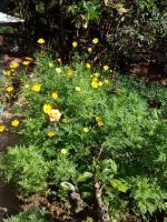 Familiekamer met Uitzicht op de Bergen