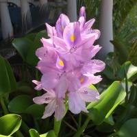 Villa Baywalk Goa - 200 meters from Morjim Beach - B&B Morjim