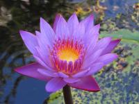 Jardines Secretos - Ferienwohnung Rivas