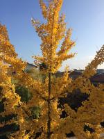 B&B Villa Lattes - B&B Vicenza