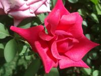 Superior Doppel- oder Zweibettzimmer